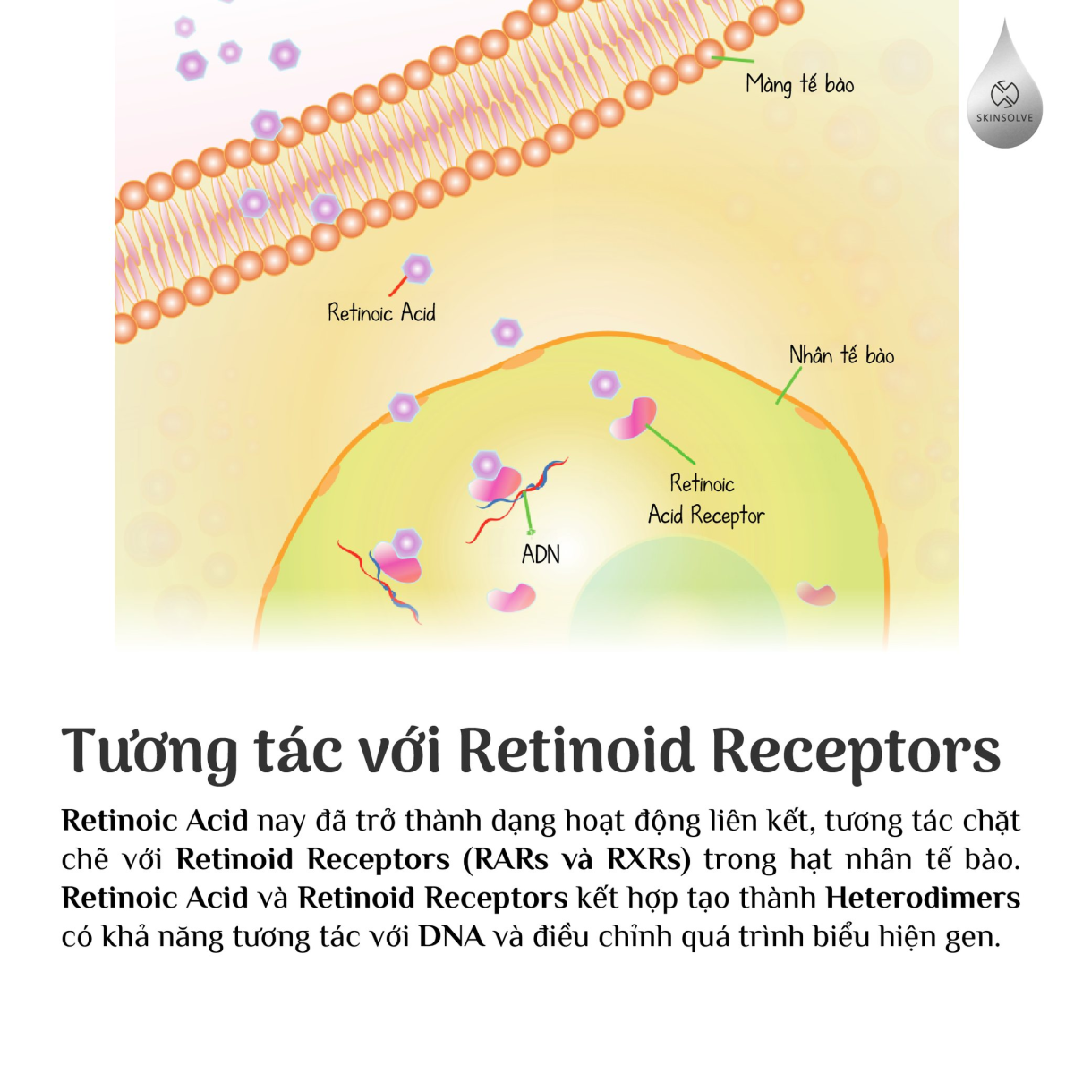Retinoic Acid Receptors (RARs): Chìa Khóa Điều Hòa Làn Da Và Tái Tạo Tế Bào